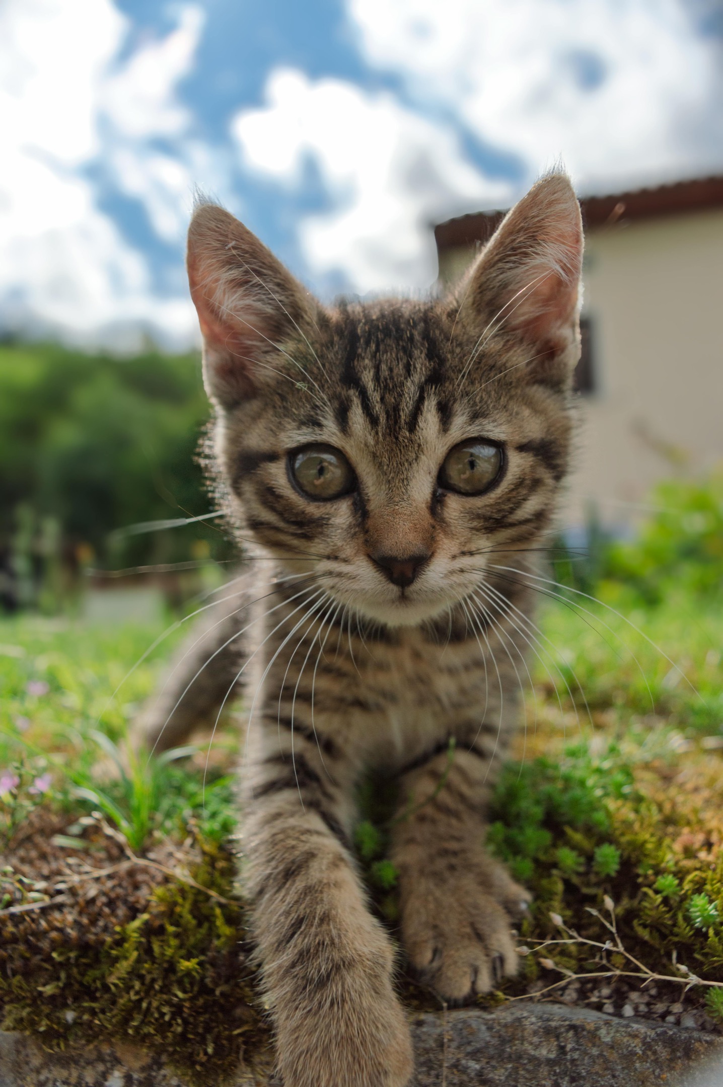 Kitten